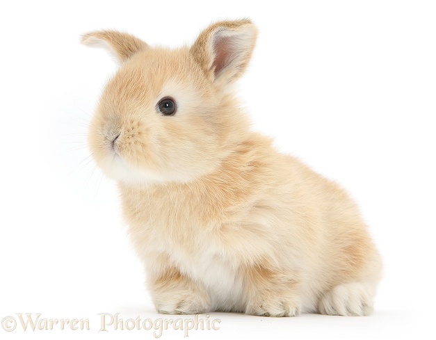 Baby sandy Lop bunny, white background