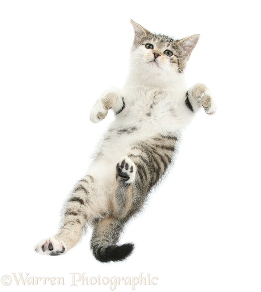 Tabby-and-white kitten taking a flying leap, white background