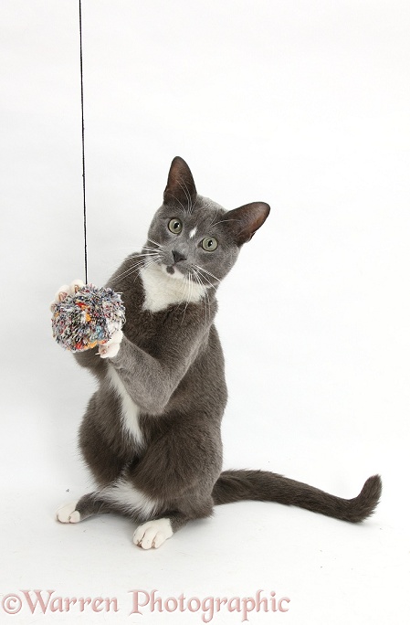Blue-and-white Burmese-cross cat, Levi, sitting and grabbing a woolen pompom, white background