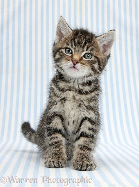 Cute tabby kitten, Fosset, 6 weeks old, sitting on blue stripy background