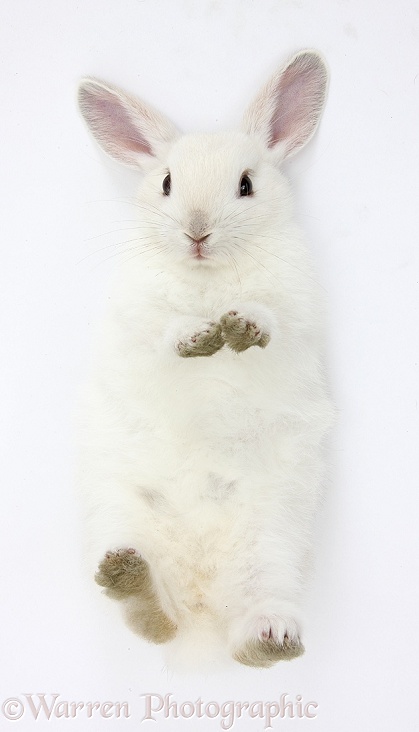White bunny lying on his back, white background