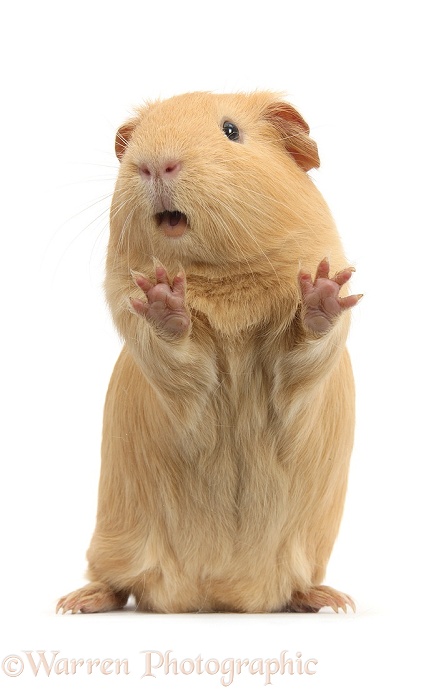Yellow Guinea pig standing up and squeaking, white background