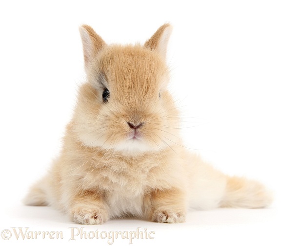 Baby sandy Netherland Dwarf rabbit, white background