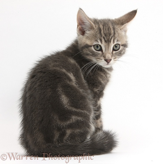 Tabby kitten, Max, 9 weeks old, looking over his shoulder, white background