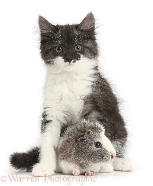 Fluffy dark silver-and-white kitten, 9 weeks old, and Guinea pig, white background
