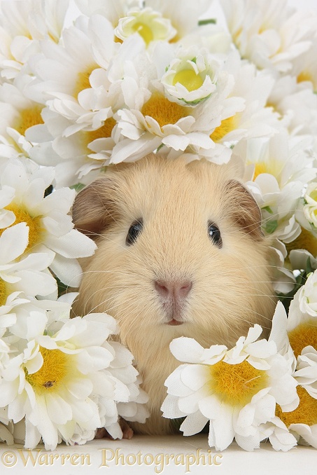 Cute baby yellow Guinea pig among daisy flowers, white background