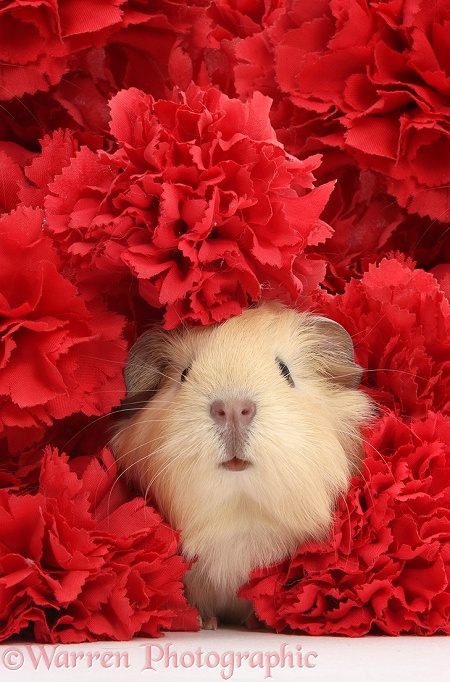 Cute baby yellow Guinea pig among red carnation flowers, white background