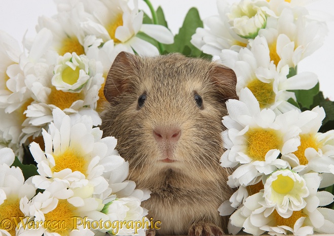 Cute baby agouti Guinea pig among daisy flowers, white background