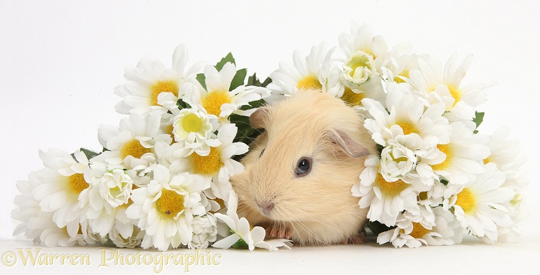 Cute baby Guinea pig hiding in a bunch of daisy flowers, white background