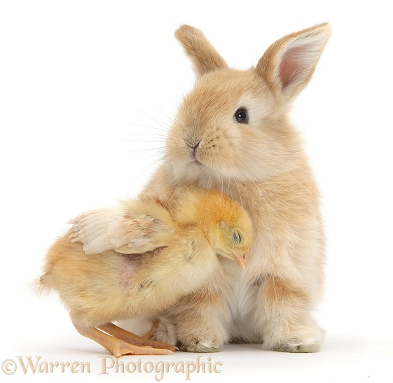 Cute sandy bunny and yellow bantam chick, white background