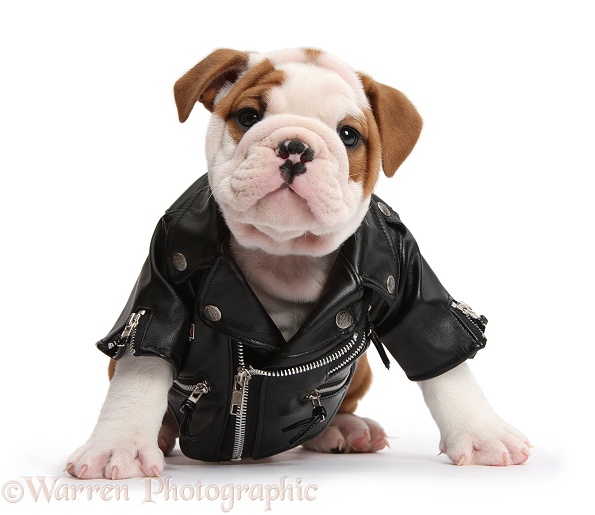 Cute bulldog pup, 5 weeks old, wearing a black leather biker's jacket, white background