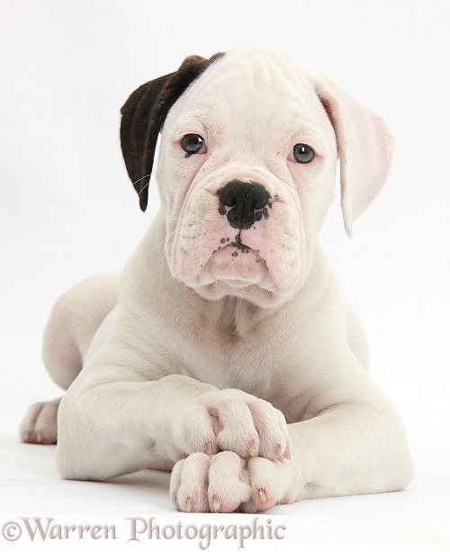 Black eared white Boxer puppy, lying with head up and crossed paws, white background