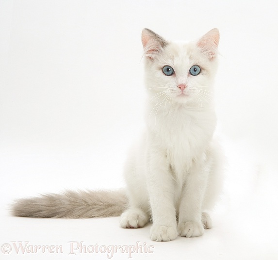Ragdoll kitten sitting, white background