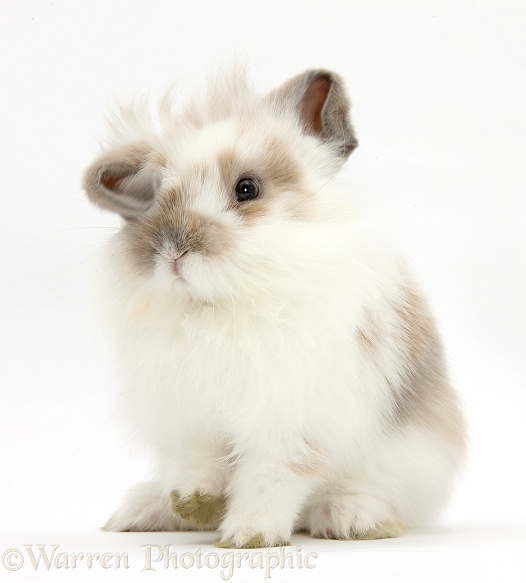 Young rabbit shaking his head and flapping his ears about, white background