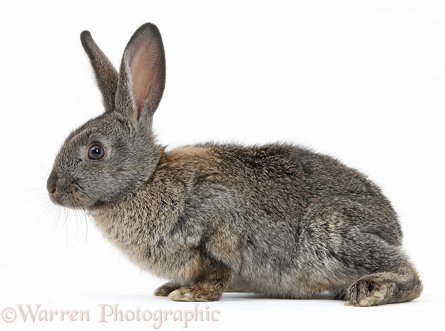 Young agouti rabbit, white background