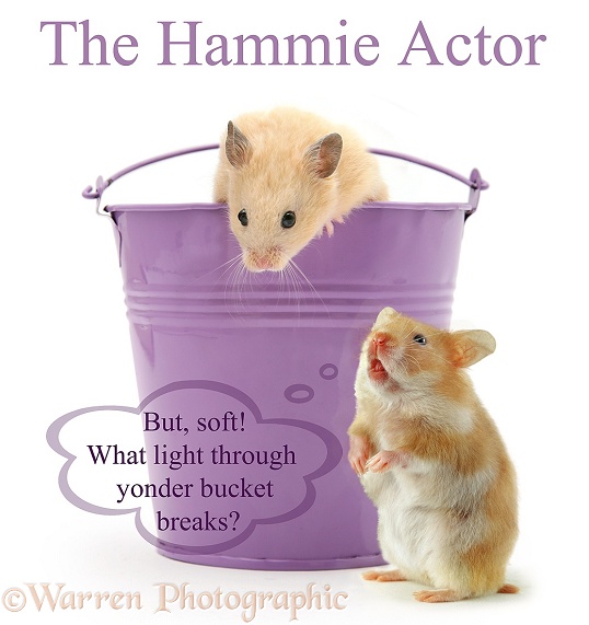 The Hammie Actor does Romeo and Juliet... 'But, soft! What light through yonder bucket breaks?', white background