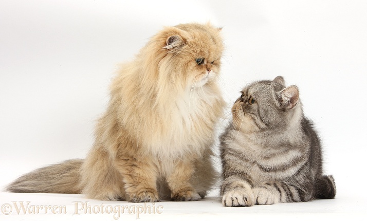 Golden Chinchilla Persian female cat, Jazzy, 6 years old, and Silver tabby Exotic male cat, Bugsie, 5 years old, staring lovingly into each other's eyes, white background