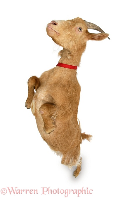 Pygmy x Golden Guernsey female goat standing on its hind legs, white background