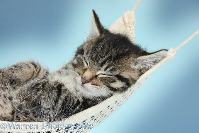 Cute tabby kitten, Fosset, 7 weeks old, sleeping in a hammock