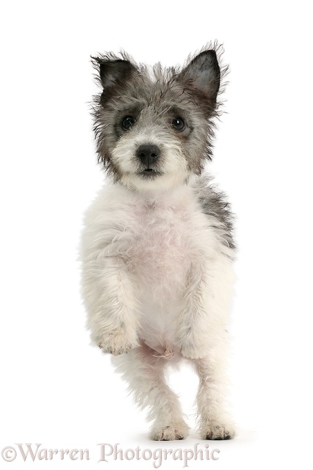Jack Russell x Westie pup, Mojo, 12 weeks old, jumping up, white background