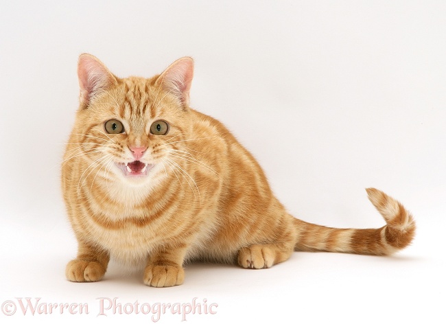Young red tabby cat, Benedict, 7 months old, sitting and miaowing, white background