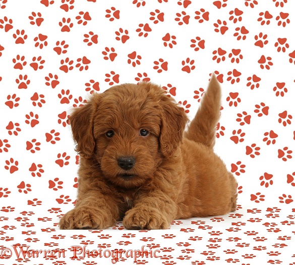 Cute red F1b Goldendoodle puppy on paw print background, white background