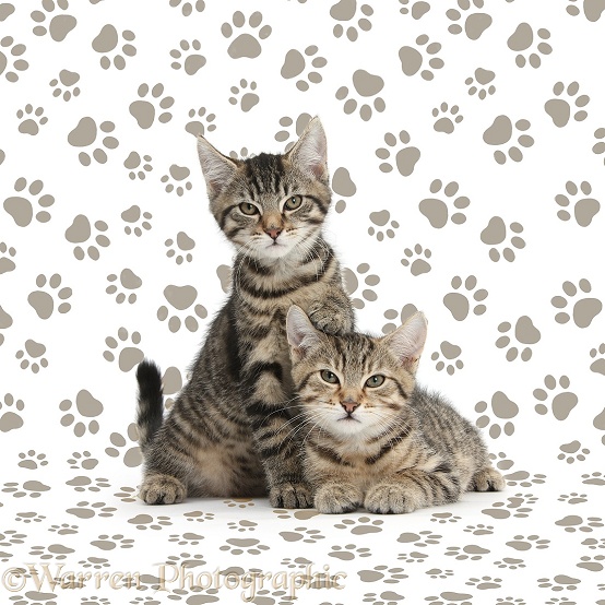 Tabby kittens, Stanley and Fosset, 12 weeks old, lounging together on paw print background