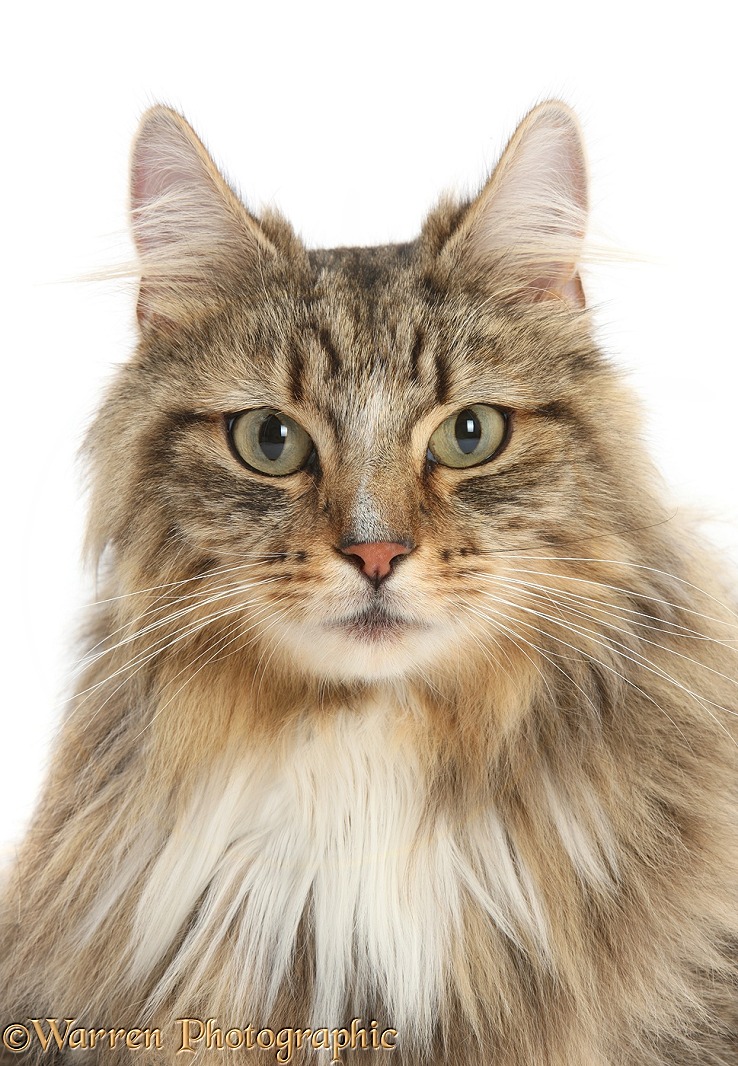 Tabby Maine Coon male cat, Jaffa, white background