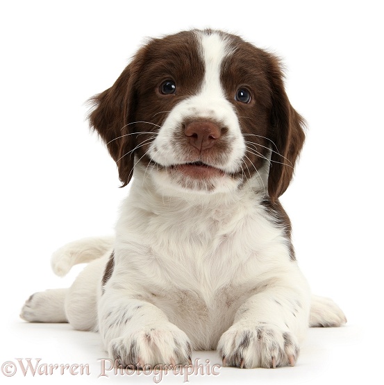 Working English Springer Spaniel puppy, 6 weeks old, lying with head up, white background