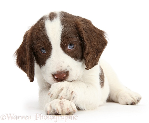 Working English Springer Spaniel puppy, 6 weeks old, lying with crossed paws, white background