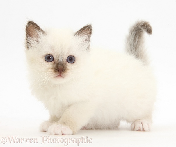 Colourpoint kitten, white background