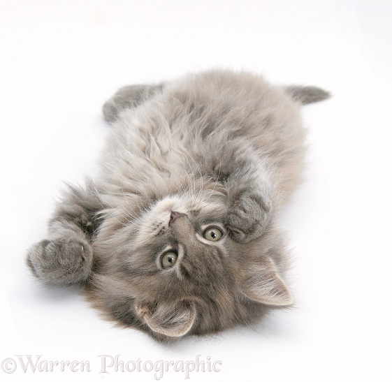 Maine Coon kitten, 8 weeks old, lying on its back, looking up in a playful manner, white background