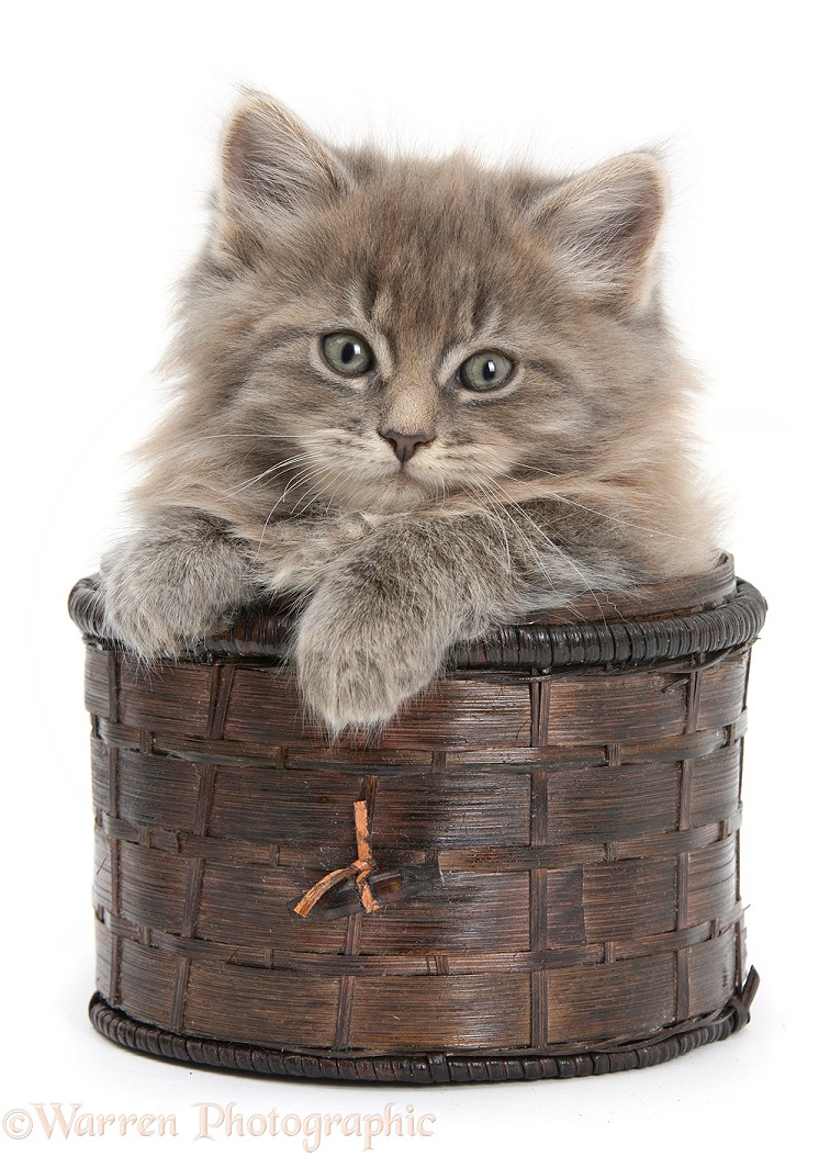 Maine Coon kitten, 7 weeks old, in a basket, white background