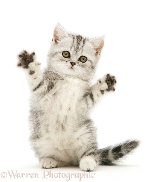 Silver tabby kitten reaching out, white background