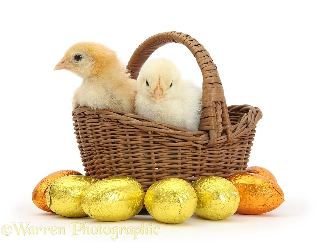 Yellow bantam chicks in basket with Easter eggs, white background