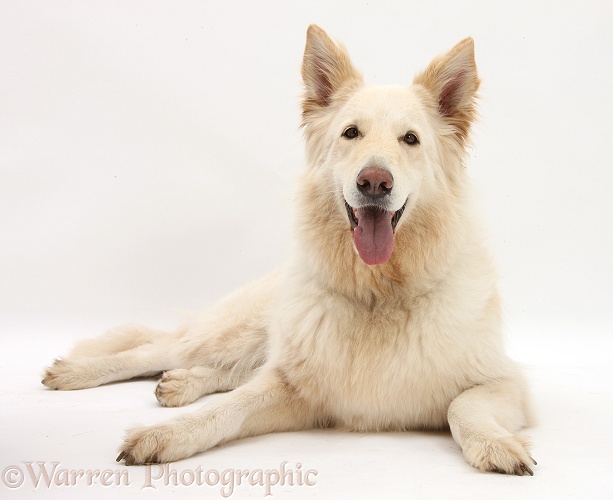 White German Shepherd Dog, Bronya, 5 years old, white background