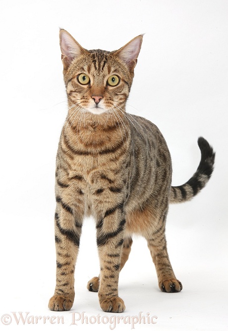 Bengal male cat standing, white background