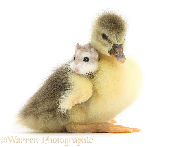 Cute Gosling with a Roborovski Hamster (Phodopus roborovskii) sitting on its back, white background
