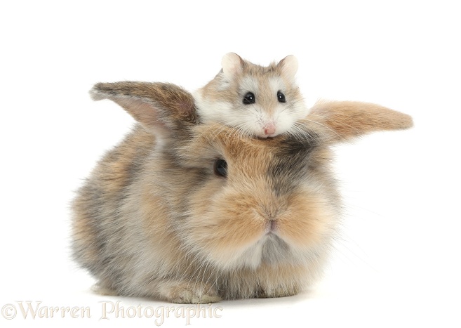 Cute baby rabbit with a Roborovski Hamster (Phodopus roborovskii) sitting on its head, white background