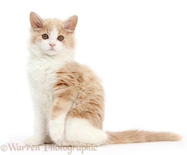 Ginger-and-white Siberian kitten, 16 weeks old, sitting with one paw raised, white background