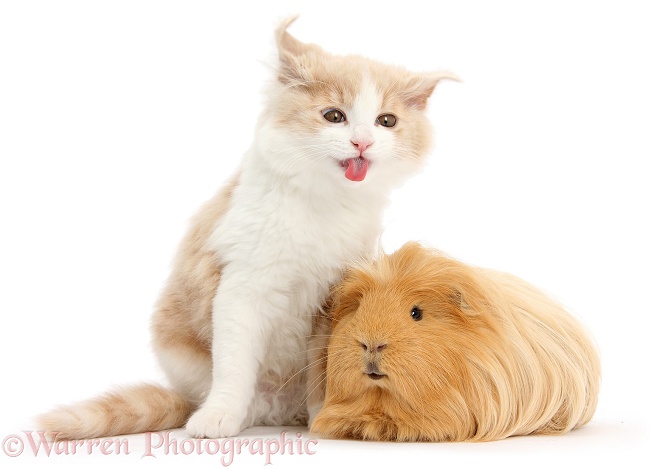 Ginger-and-white Siberian kitten, 16 weeks old, shaking and making a funny face after licking the fur of ginger Guinea pig, white background