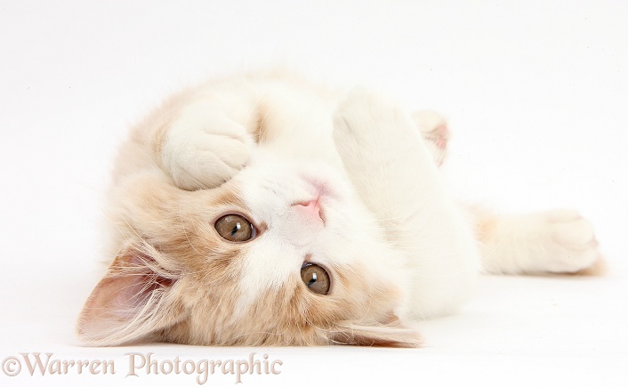 Ginger-and-white Siberian kitten, 16 weeks old, lying upside down, white background