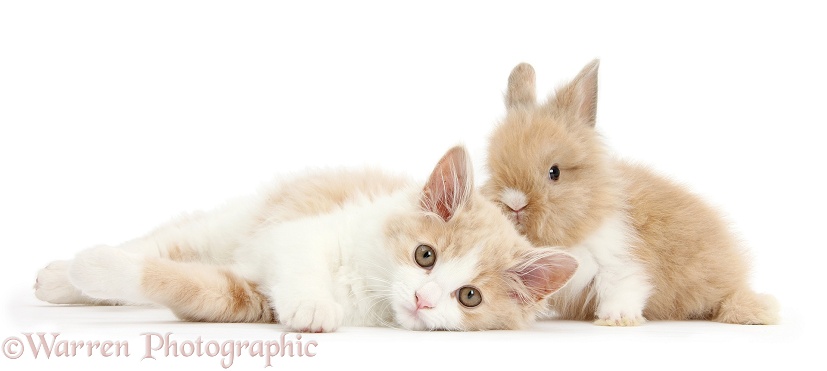 Ginger-and-white Siberian kitten, 16 weeks old, with baby Lionhead rabbit, white background
