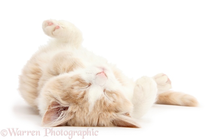 Ginger-and-white Siberian kitten, 16 weeks old, sleeping upside down, white background