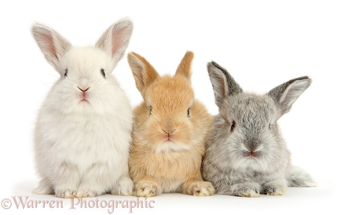 Three cute baby Lop rabbits, white background