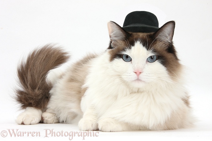 Ragdoll male cat, Loxley, lying with head up, wearing a gangster hat, white background