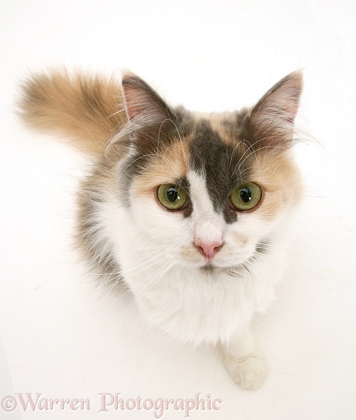 Blue-cream-and-white Persian-cross female cat, Thomasina, sitting looking up, white background