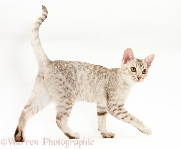 Ocicat kitten walking across, white background