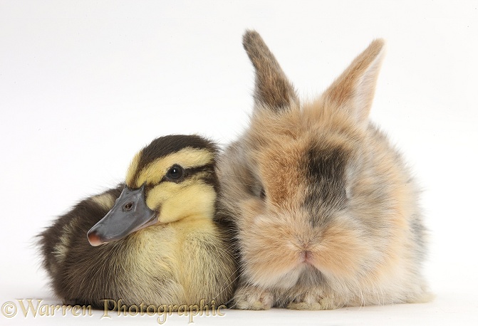 Duckling and baby bunny, white background