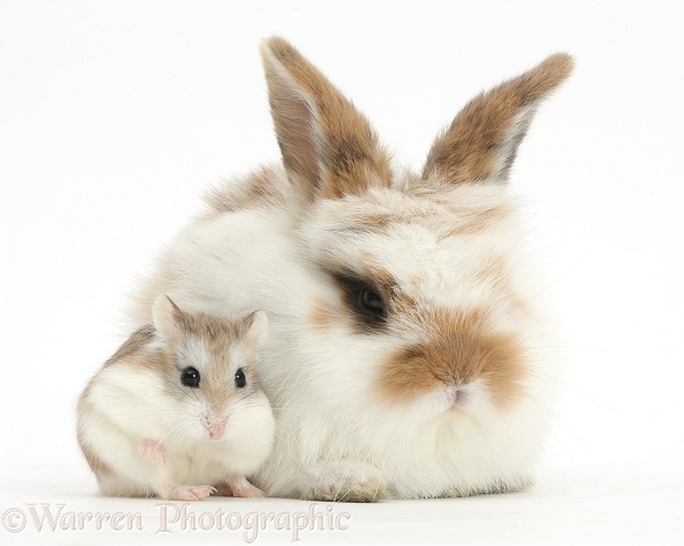 Cute baby rabbit with a Roborovski Hamster (Phodopus roborovskii), white background